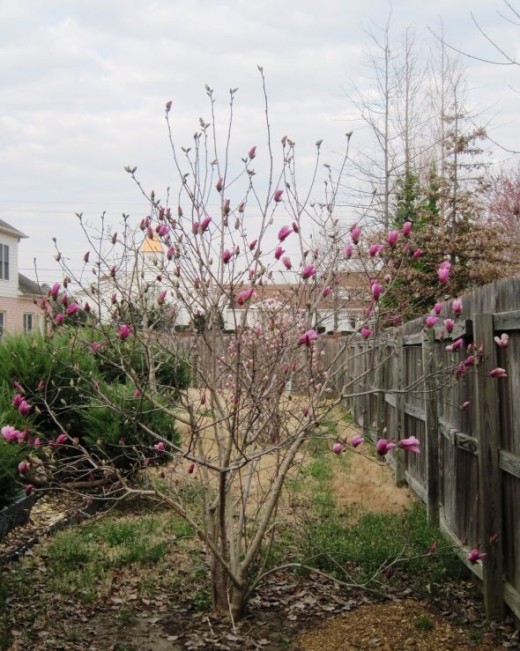 Alexander Magnolia Tree photo