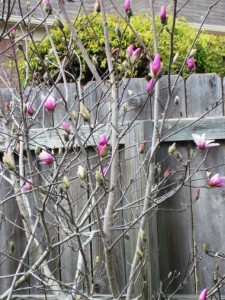 Alexander Magnolia Tree photo