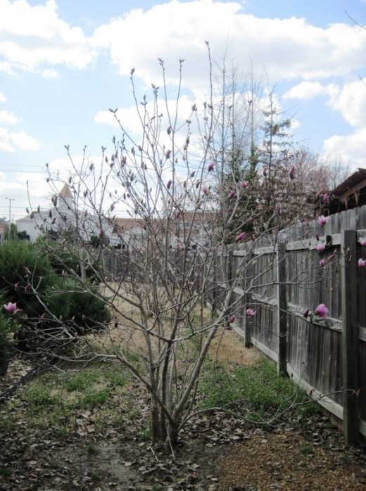 Alexander Magnolia Tree photo