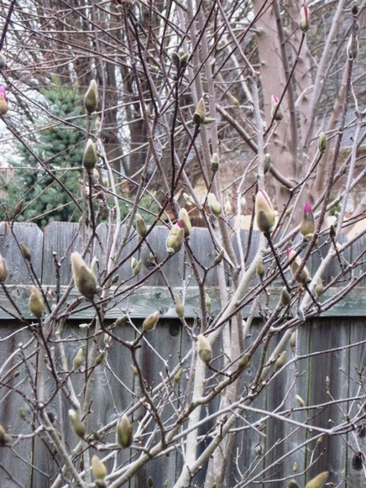 Alexander Magnolia Tree photo