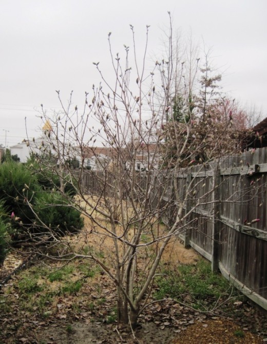 Alexander Magnolia Tree photo