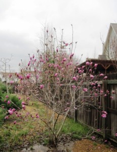 Alexander Magnolia Tree photo