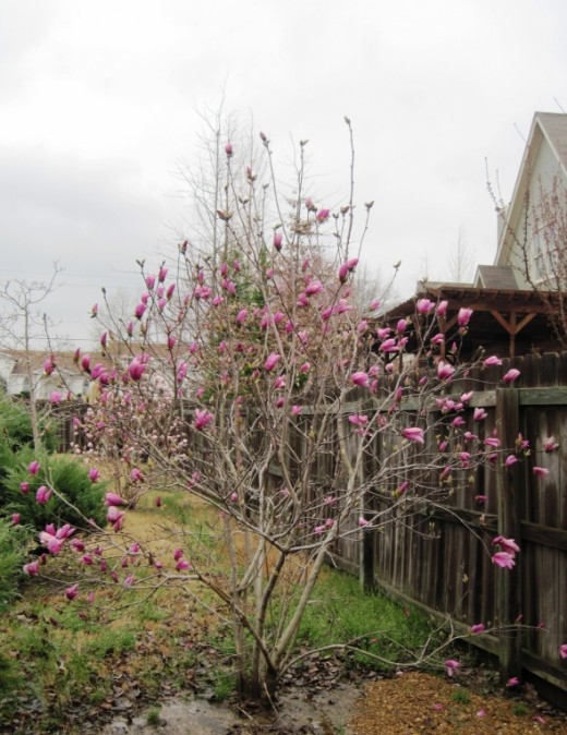 Alexander Magnolia Tree photo