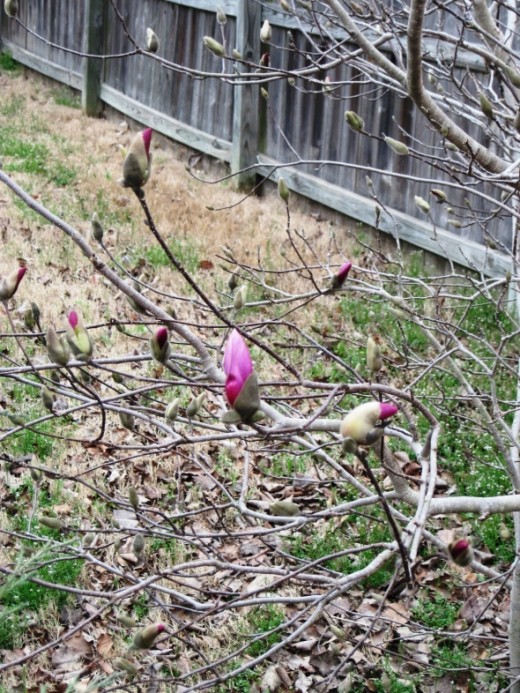 Alexander Magnolia Tree photo