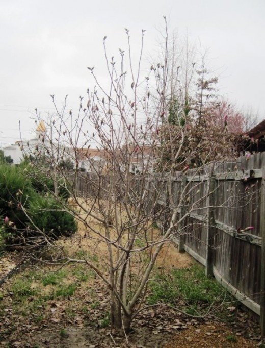 Alexander Magnolia Tree photo