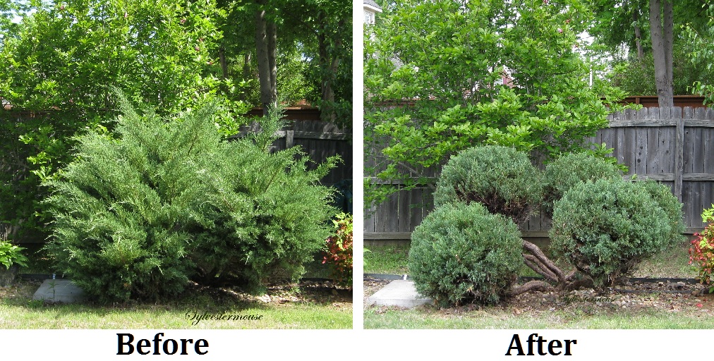 Juniper Bush trimming - hedge trimmer
