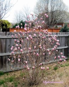 Jane Magnolia tree