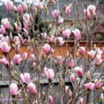 Jane Magnolia tree blooms
