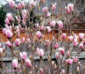Jane Magnolia tree blooms