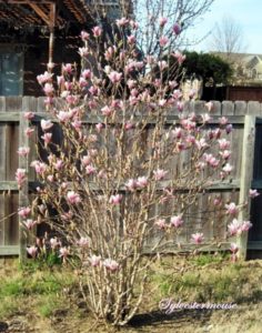 Jane Magnolia tree