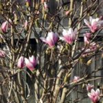 Jane Magnolia tree blooms