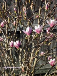 Jane Magnolia tree blooms