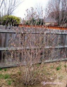Jane Magnolia tree