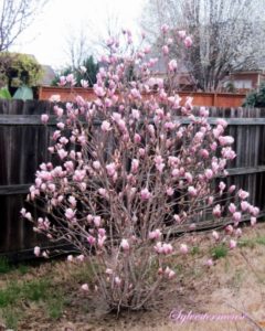 Jane Magnolia tree
