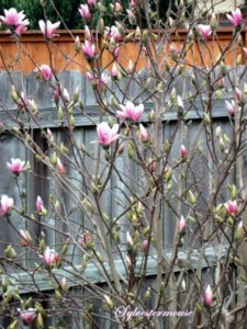 Jane Magnolia tree