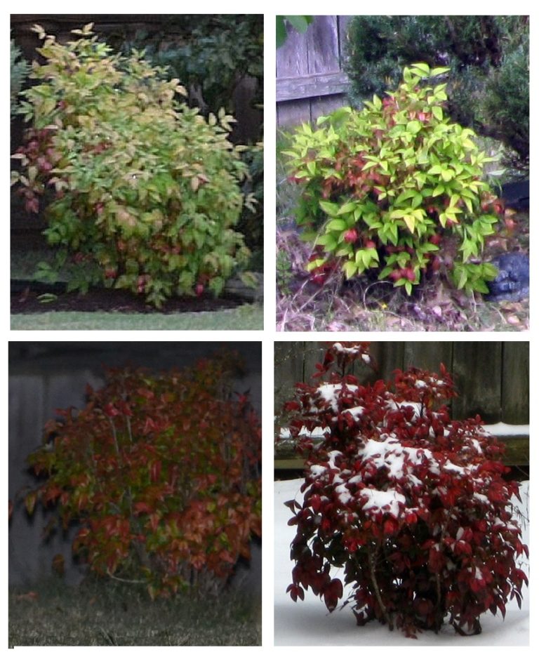 Beautiful Firepower Nandina Bush Easy Backyard Gardening