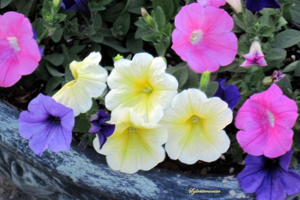 Pansy Flower Photo by Cynthia Sylvestermouse