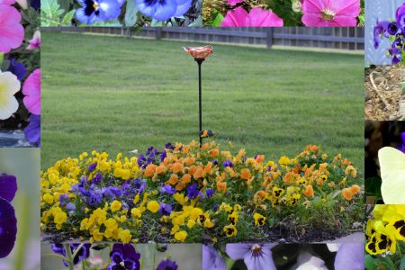 How to Plant and Care for Pansy Flowers (Pansies)