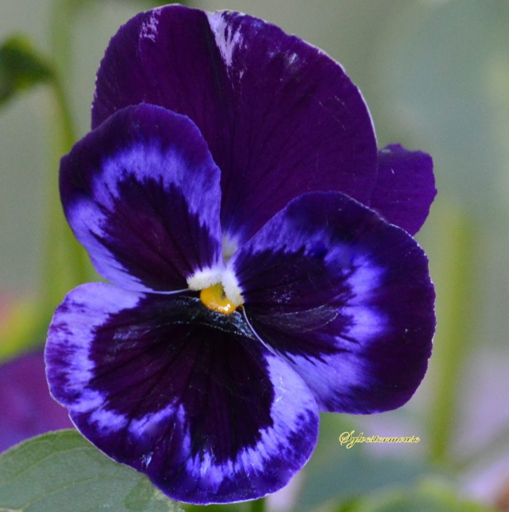 Pansy Flower Photo by Sylvestermouse