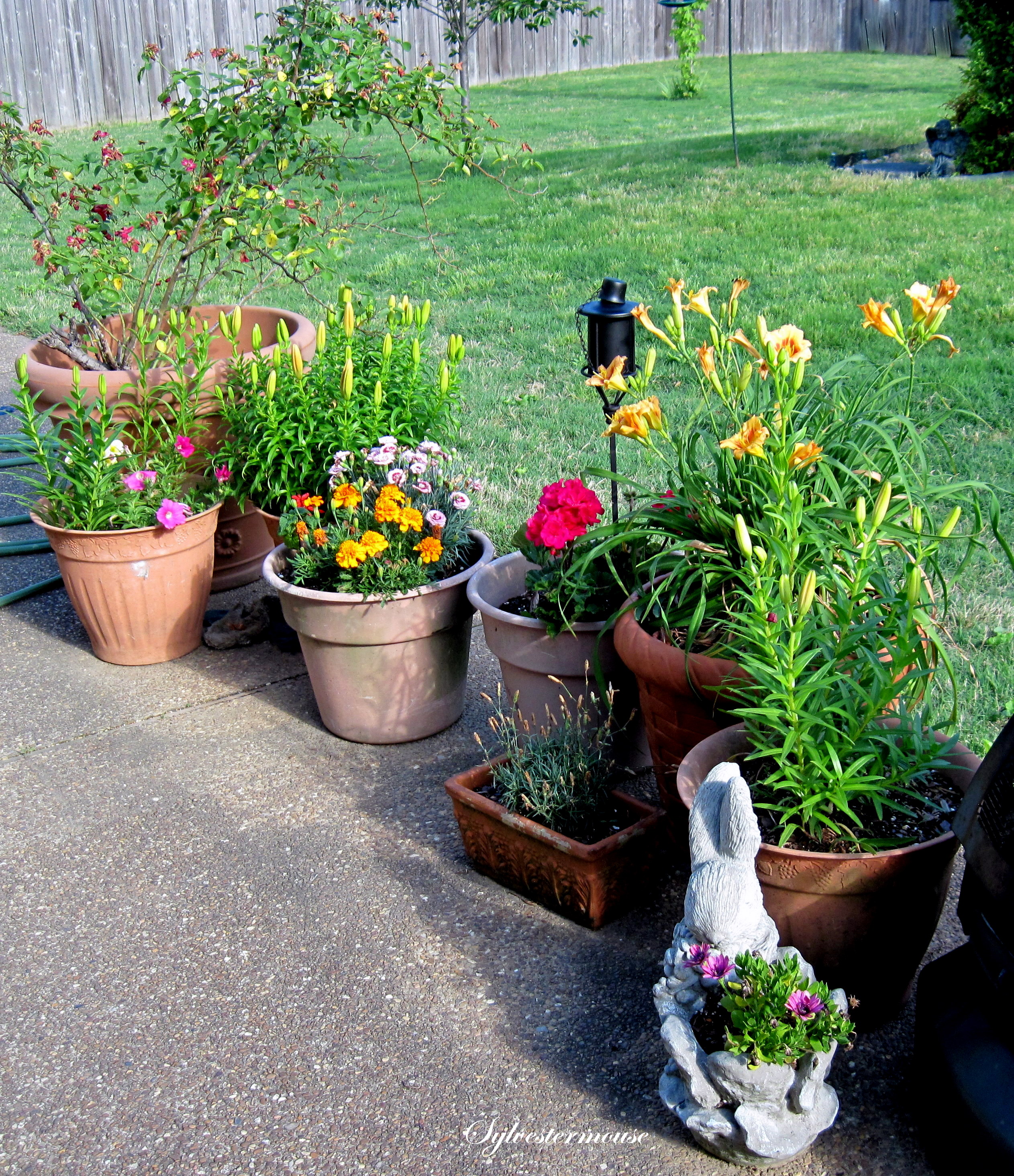 Flower Gardening in Containers