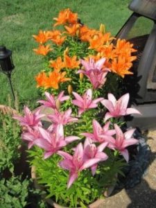 Container Gardening with Flowers