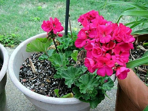 Container Gardening with Flowers