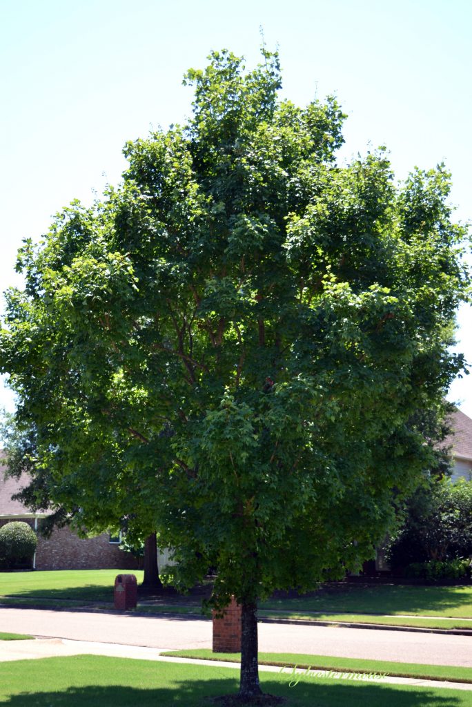 sugar maple tree - Acer saccharum