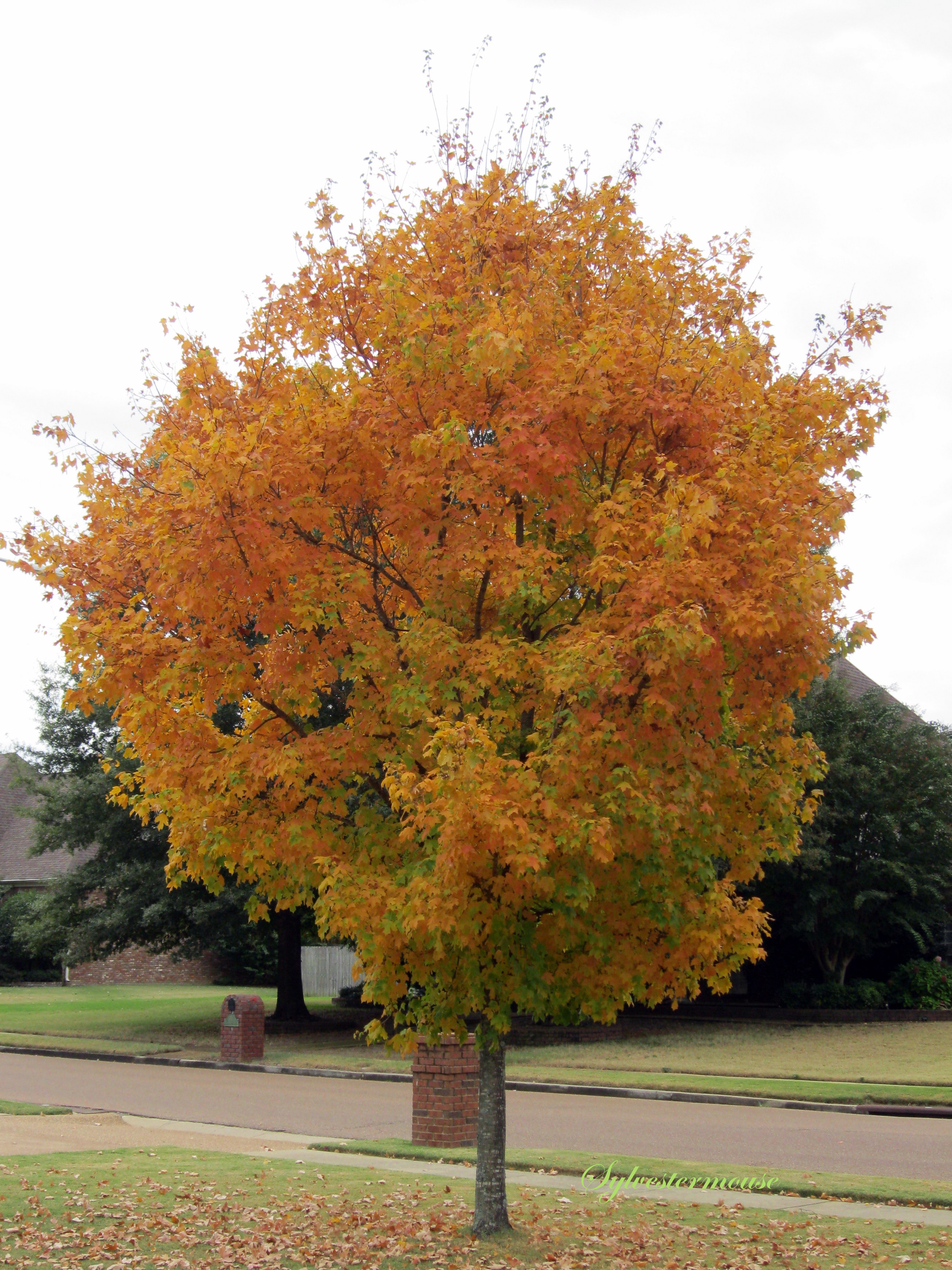 types of sugar maple tree