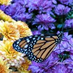 Mums – Hardy Chrysanthemums for Beautiful Fall Color