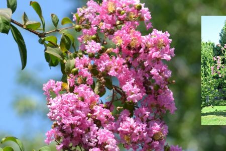 Crepe Myrtles are Easy and Beautiful Bushes & Trees