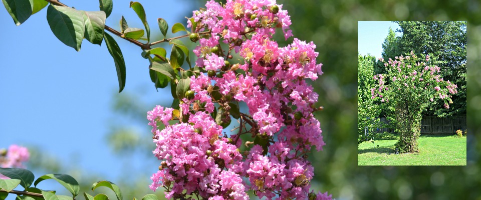 Crepe Myrtles are Easy and Beautiful Bushes & Trees