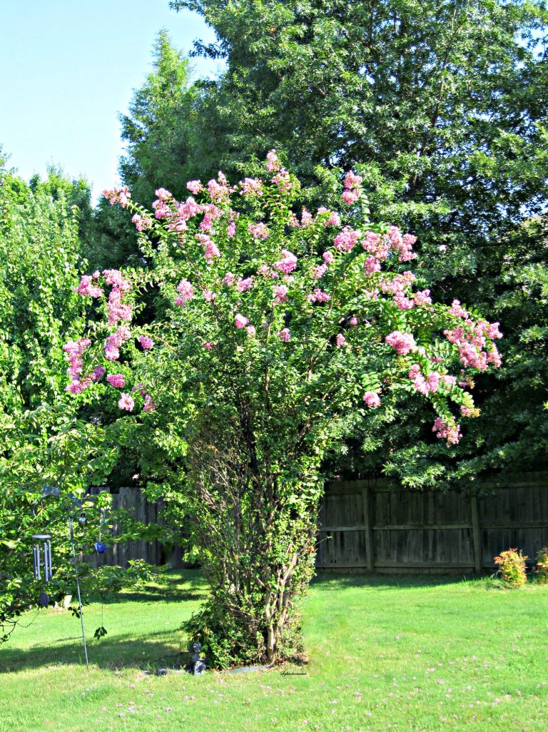 Crepe Myrtles are Easy and Beautiful Bushes & Trees - Easy Backyard ...