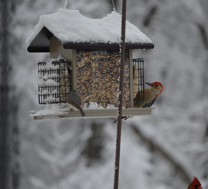 Feeding Birds In The Winter - Easy Backyard Gardening