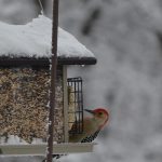 Feeding Birds in the Winter