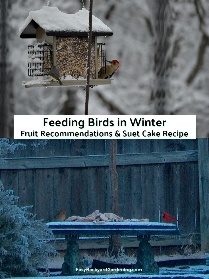 Bird food for Winter - Suet Cake Recipe
