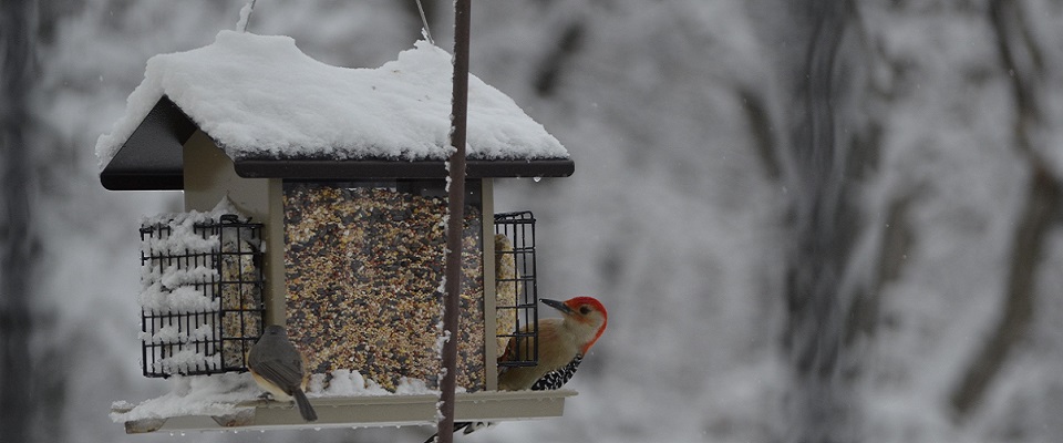 Feeding Birds in the Winter