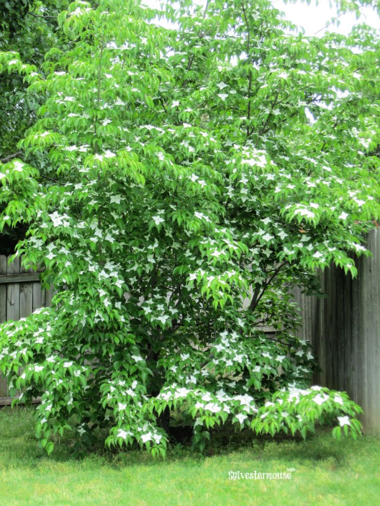 Beauty of the Kousa Dogwood Tree - Easy Backyard Gardening