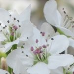 Flowering Pear Trees