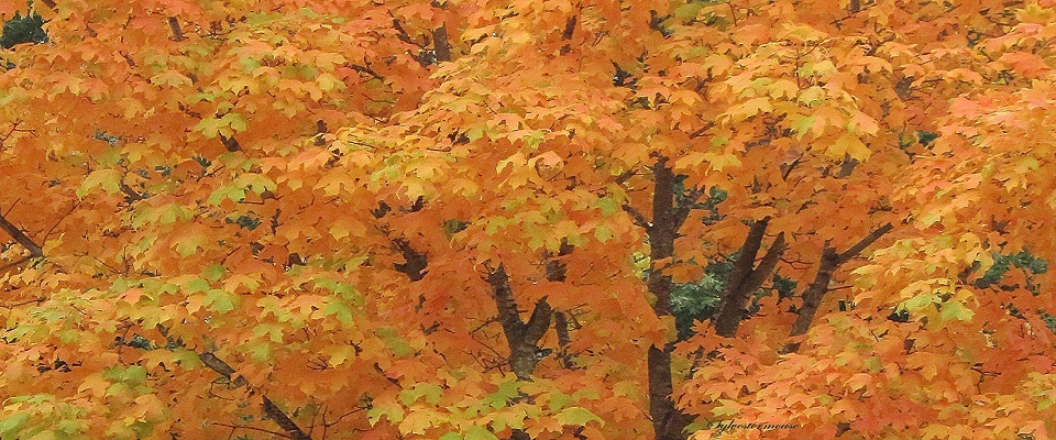 The Glorious Appearance of the Sugar Maple Tree